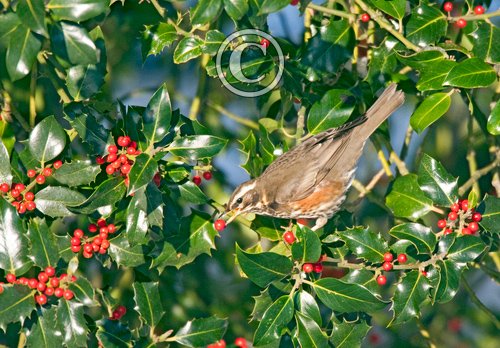 Redwing in a Holly Bush 2 DM0163